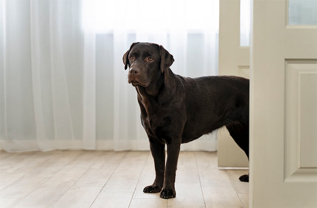 3 Easy Steps To Installing A Pet Door So Your Pets Can Roam Free